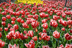 لاله های باغ گلستان تبریز