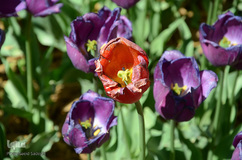 لاله های باغ گلستان تبریز