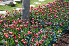 لاله های باغ گلستان تبریز