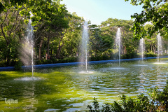 لاله های باغ گلستان تبریز