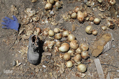 مرگ تدریجی پیازهای رها شده هرمز در روستای چراغ آباد بخش هشتبندی از توابع شهرستان«میناب» استان هرمزگان