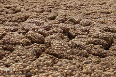 مرگ تدریجی پیازهای رها شده هرمز در روستای چراغ آباد بخش هشتبندی از توابع شهرستان«میناب» استان هرمزگان