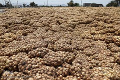 مرگ تدریجی پیازهای رها شده هرمز در روستای چراغ آباد بخش هشتبندی از توابع شهرستان«میناب» استان هرمزگان