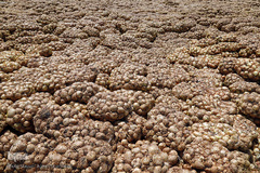 مرگ تدریجی پیازهای رها شده هرمز در روستای چراغ آباد بخش هشتبندی از توابع شهرستان«میناب» استان هرمزگان