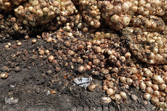 مرگ تدریجی پیازهای رها شده هرمز در روستای چراغ آباد بخش هشتبندی از توابع شهرستان«میناب» استان هرمزگان