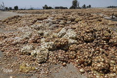 مرگ تدریجی پیازهای رها شده هرمز در روستای چراغ آباد بخش هشتبندی از توابع شهرستان«میناب» استان هرمزگان