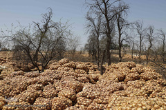 مرگ تدریجی پیازهای رها شده هرمز در روستای چراغ آباد بخش هشتبندی از توابع شهرستان«میناب» استان هرمزگان