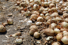 مرگ تدریجی پیازهای رها شده هرمز در روستای چراغ آباد بخش هشتبندی از توابع شهرستان«میناب» استان هرمزگان