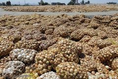 مرگ تدریجی پیازهای رها شده هرمز در روستای چراغ آباد بخش هشتبندی از توابع شهرستان«میناب» استان هرمزگان