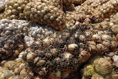 مرگ تدریجی پیازهای رها شده هرمز در روستای چراغ آباد بخش هشتبندی از توابع شهرستان«میناب» استان هرمزگان