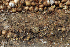 مرگ تدریجی پیازهای رها شده هرمز در روستای چراغ آباد بخش هشتبندی از توابع شهرستان«میناب» استان هرمزگان