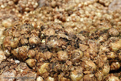 مرگ تدریجی پیازهای رها شده هرمز در روستای چراغ آباد بخش هشتبندی از توابع شهرستان«میناب» استان هرمزگان