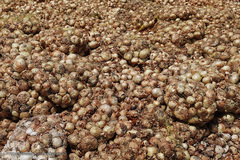 مرگ تدریجی پیازهای رها شده هرمز در روستای چراغ آباد بخش هشتبندی از توابع شهرستان«میناب» استان هرمزگان