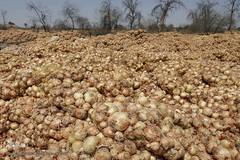 مرگ تدریجی پیازهای رها شده هرمز در روستای چراغ آباد بخش هشتبندی از توابع شهرستان«میناب» استان هرمزگان