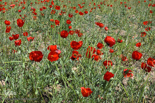 طبیعت بهاری کالپوش
