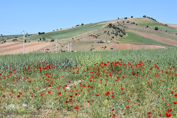 طبیعت بهاری کالپوش