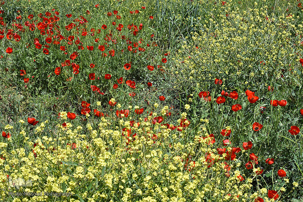 طبیعت بهاری کالپوش