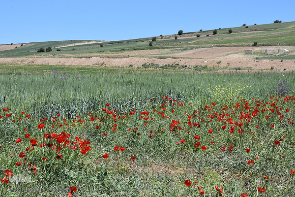 طبیعت بهاری کالپوش