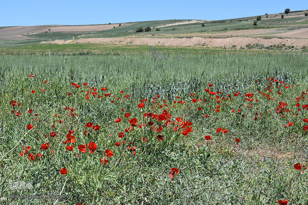 طبیعت بهاری کالپوش