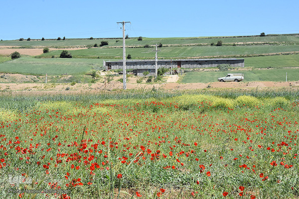 طبیعت بهاری کالپوش