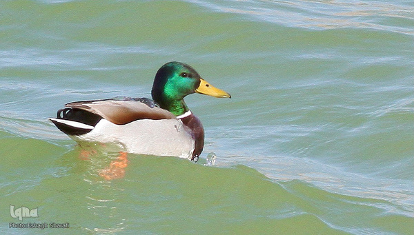 رنگین‌کمانی از تنوع زیستی در خراسان‌جنوبی