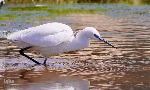 رنگین‌کمانی از تنوع زیستی در خراسان‌جنوبی