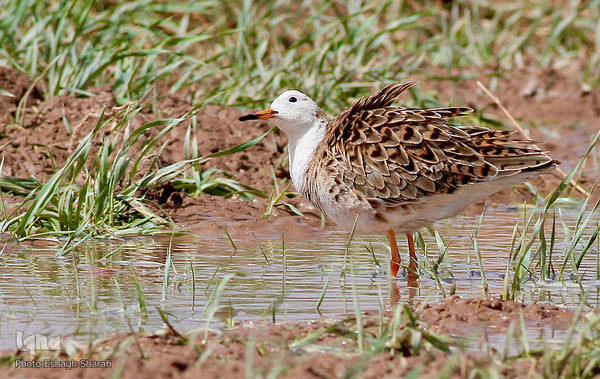 رنگین‌کمانی از تنوع زیستی در خراسان‌جنوبی