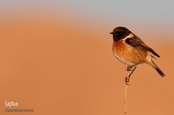 رنگین‌کمانی از تنوع زیستی در خراسان‌جنوبی