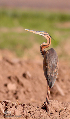 رنگین‌کمانی از تنوع زیستی در خراسان‌جنوبی
