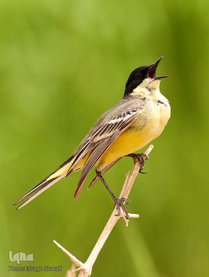 رنگین‌کمانی از تنوع زیستی در خراسان‌جنوبی