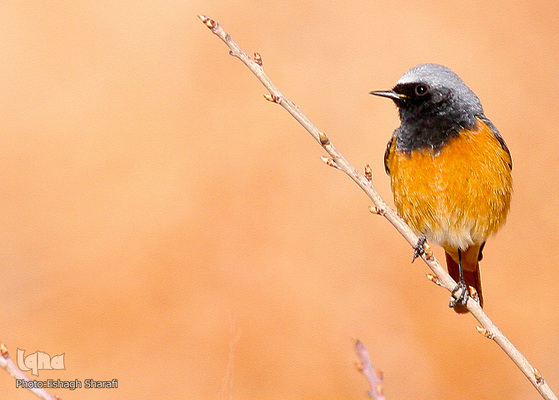 رنگین‌کمانی از تنوع زیستی در خراسان‌جنوبی