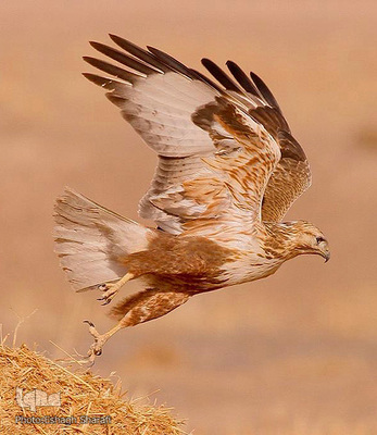 رنگین‌کمانی از تنوع زیستی در خراسان‌جنوبی