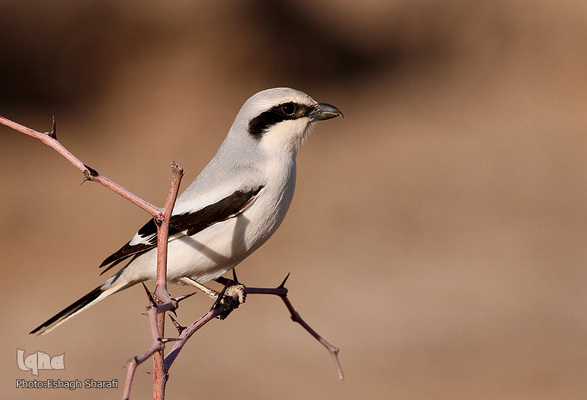 رنگین‌کمانی از تنوع زیستی در خراسان‌جنوبی