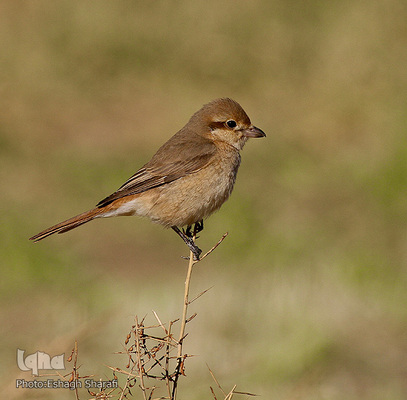 رنگین‌کمانی از تنوع زیستی در خراسان‌جنوبی