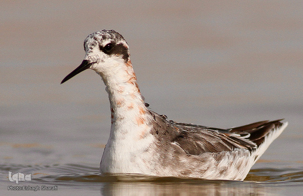 رنگین‌کمانی از تنوع زیستی در خراسان‌جنوبی