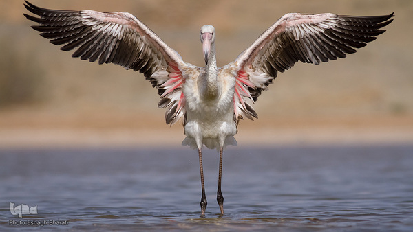 رنگین‌کمانی از تنوع زیستی در خراسان‌جنوبی
