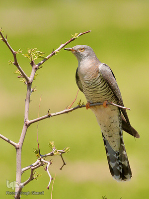 رنگین‌کمانی از تنوع زیستی در خراسان‌جنوبی