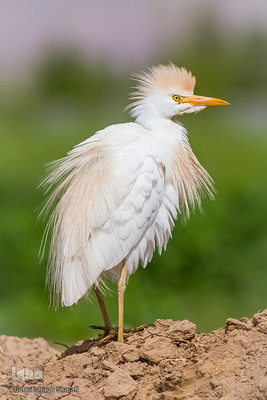 رنگین‌کمانی از تنوع زیستی در خراسان‌جنوبی