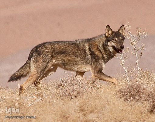 رنگین‌کمانی از تنوع زیستی در خراسان‌جنوبی