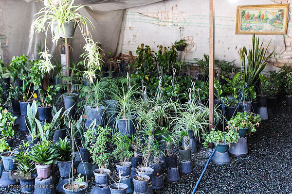 پریشانی بازار گل بیرجند بدلیل شیوع ویروس کرونا