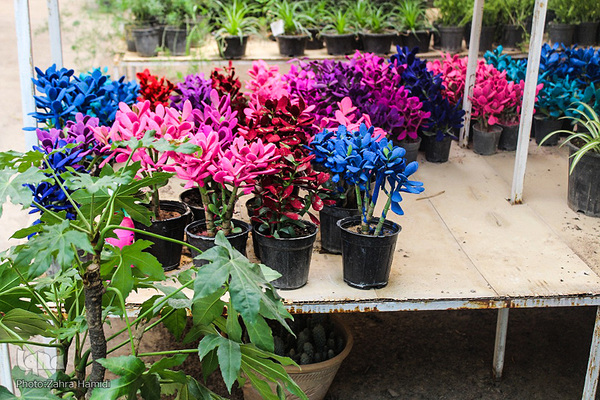 پریشانی بازار گل بیرجند بدلیل شیوع ویروس کرونا