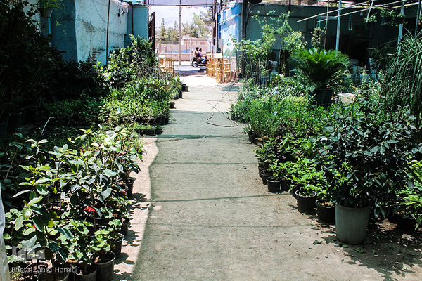 پریشانی بازار گل بیرجند بدلیل شیوع ویروس کرونا