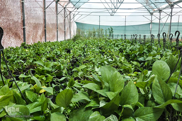 پریشانی بازار گل بیرجند بدلیل شیوع ویروس کرونا