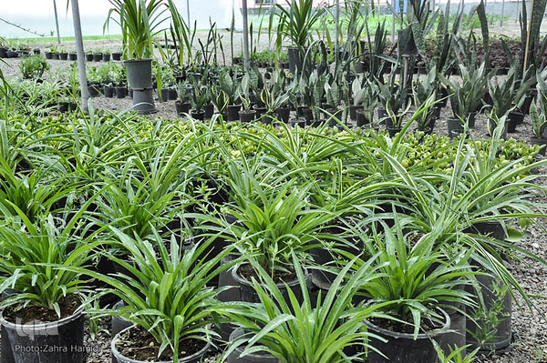 پریشانی بازار گل بیرجند بدلیل شیوع ویروس کرونا