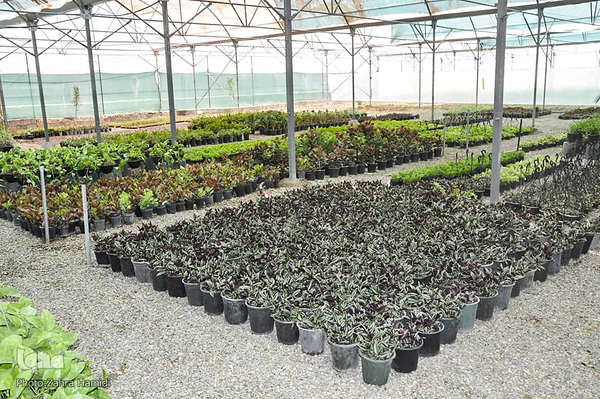 پریشانی بازار گل بیرجند بدلیل شیوع ویروس کرونا