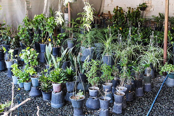 پریشانی بازار گل بیرجند بدلیل شیوع ویروس کرونا