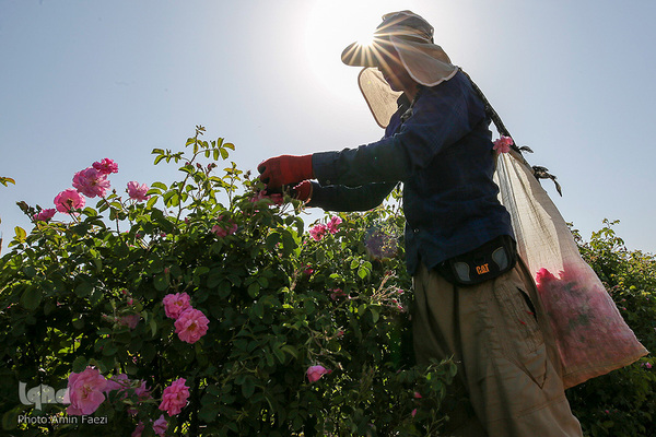برداشت گل محمدی در میمند فیروزآباد استان فارس