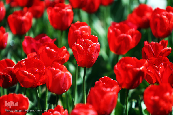 باغ ۴۰هکتاری گل های رنگارنگ «لاله» در بوستان شهید مصطفی چمران کرج