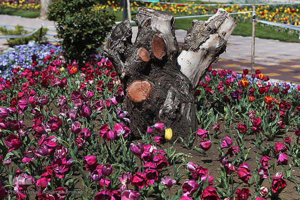 باغ ۴۰هکتاری گل های رنگارنگ «لاله» در بوستان شهید مصطفی چمران کرج