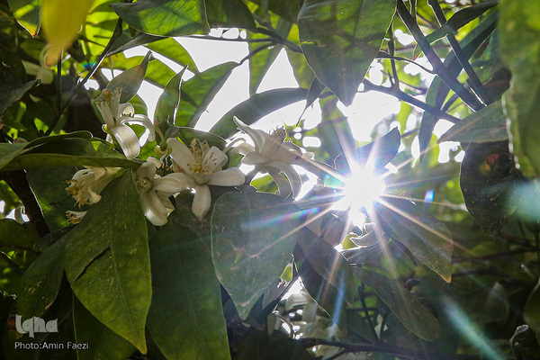 عطر خوش بهار نارنج در شیراز